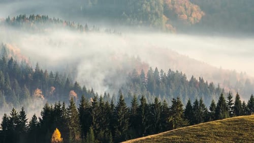 Rauch aus Waldbränden