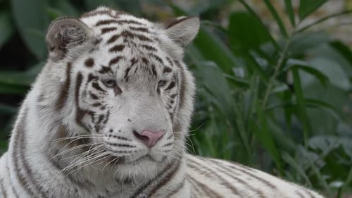 Porträt eines weißen Tigers