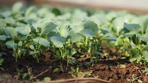 Young Green Plant Seedlings Growing in Soil