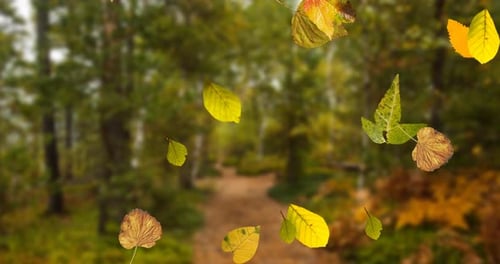 Multiple autumn leaves falling in the foreground