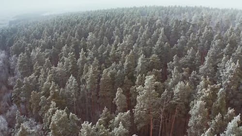Forest landscape in winter season. Aerial view from above of winter forest covered in snow