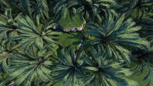 Field Of Palms
