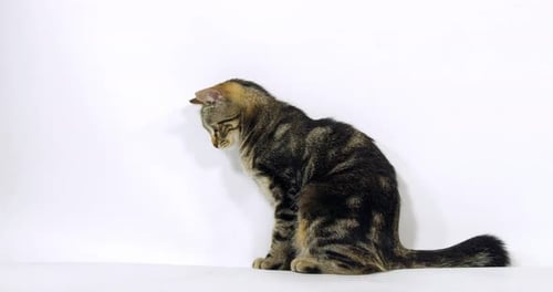 Brown Tabby Domestic Cat, Pussy sitting On White Background, Slow Motion 4K