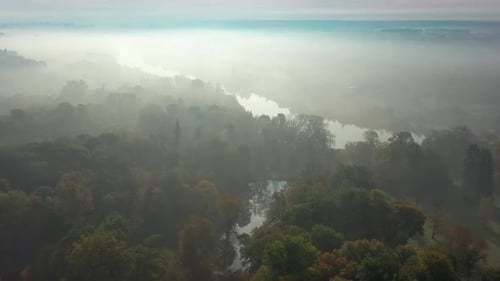 Beautiful flight over the park in summer, Trees with green leaves