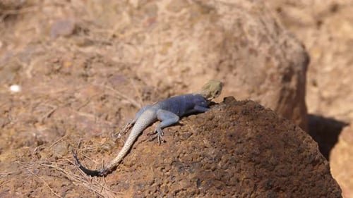 Agama sobre una roca en Senegal