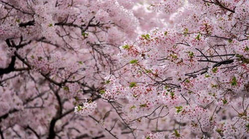 Close-Up of Beautiful Cherry Blossom Trees Blooming