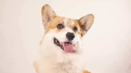 Adorable Corgi Dog Posing Against White Backdrop