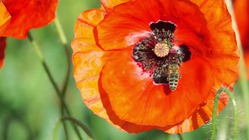 Bee Collecting Pollen from Vibrant Orange Poppy Flower
