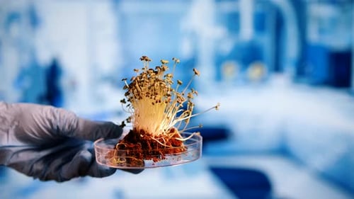 Gros plan des mains d'un scientifique étudiant des micropousses en laboratoire