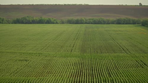 Sunflowers Field with Long Slender Rows of Green Sunflowers Ripening in the Sun