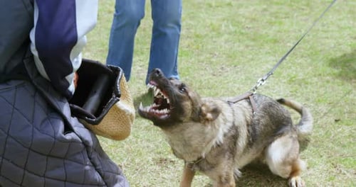 Trainer training a shepherd dog in the field 4k