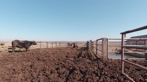 Buffalo in Muddy Animal Pen on Farm