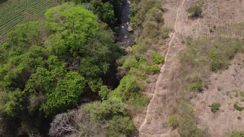 Trockene Pflanzen neben dem tropischen Fluss