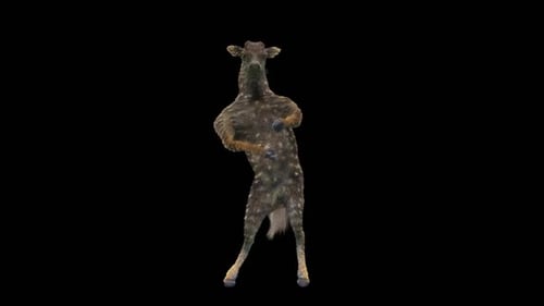 Animated Fawn Character Dancing on Two Legs Loop