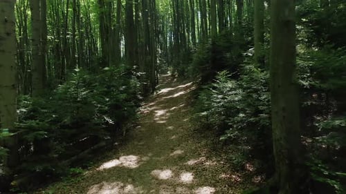 Aerial View From a Flying Drone of a Pathway Through a Green Deciduous Forest on a Summer Day