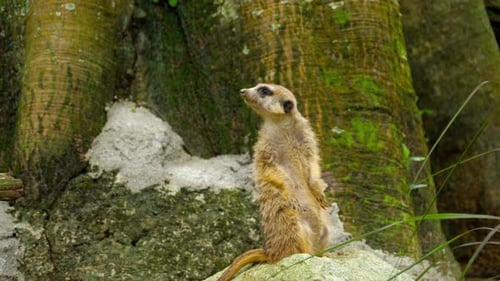 Erdmännchen schaut raus