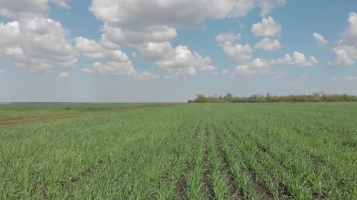 Aerial View of the Agricultural Field with Green Row Lines at Sunny Day.