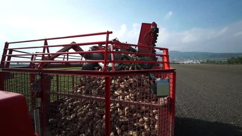Erntemaschine voller Zuckerrüben