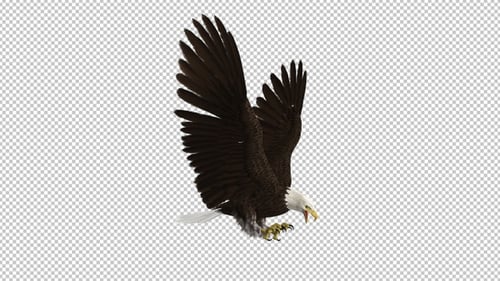 Weißkopfseeadler Flying Attack