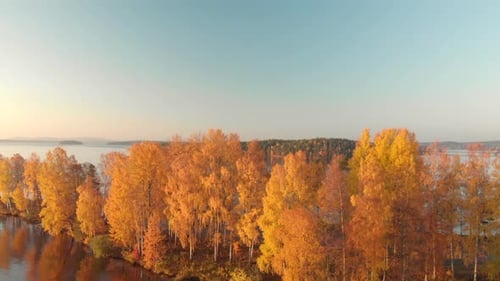 Aerial footage of yellow trees close to a calm lake in October revealing a beautiful island in far d