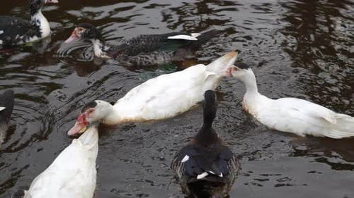 Schwarze und dunkle Ente leben zusammen
