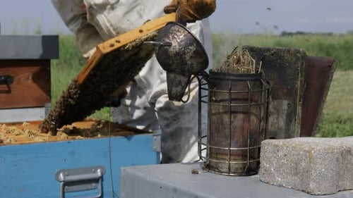 Beekeeper Inspecting Bees on a Honeycomb Frame