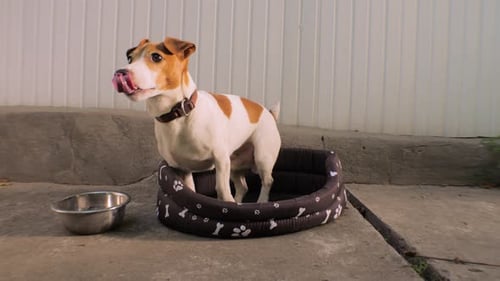 Jack Russell Terrier Dog. Smart Trained Puppy, Dog. Pet Looking From Pet Bed. Cute Pet, Little Dog