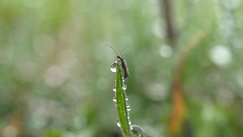 Ein Insekt am Rand eines Wassertropfens an der Blattspitze