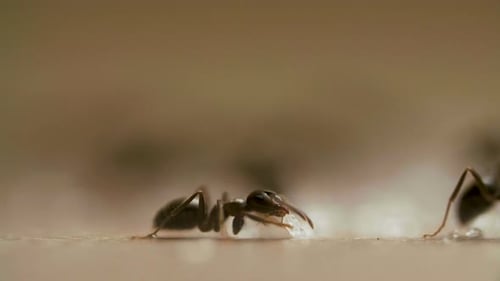 Ameisen essen Zucker auf Holztisch in der Küche