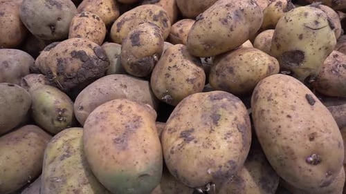 Haufen frischer, reifer Bio-Kartoffeln