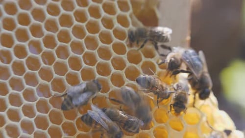 Swarm of Bees Working on a Honeycomb Carries Honey and Nectar. Close Communication of Bees, Bee