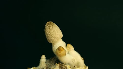 Close Up of Growing Mushrooms