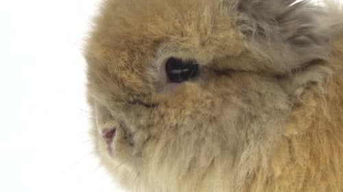 Close-up of a Fluffy Brown Rabbit