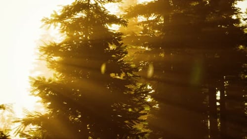 De la forêt brumeuse jusqu'à l'aube