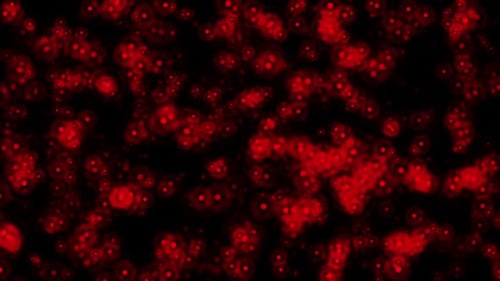 Abstract Red Glowing Particle Field Motion Background