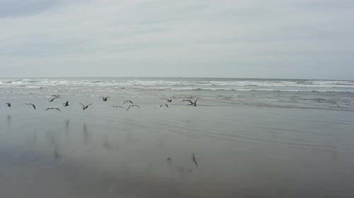Ocean beach seagulls flying near the waves