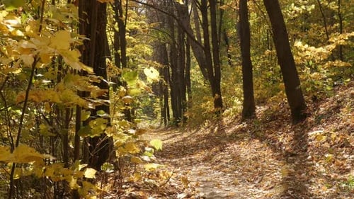 Fallen leaves on the ground and falling slow motion video