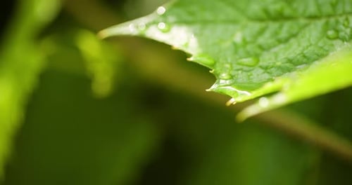 Green Leaf with Water Droplets Macro Close Up