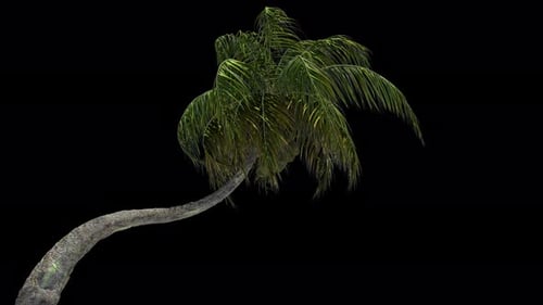 Animated Bending Palm Tree on Alpha Channel