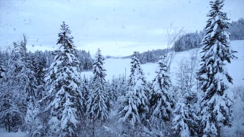 Waldbäume Woodland bei Schneefall in den Weihnachtsferien