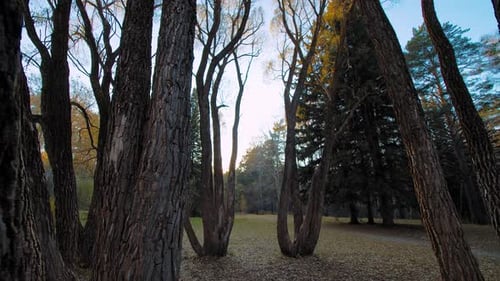 Bare Trees in Semidark Forest