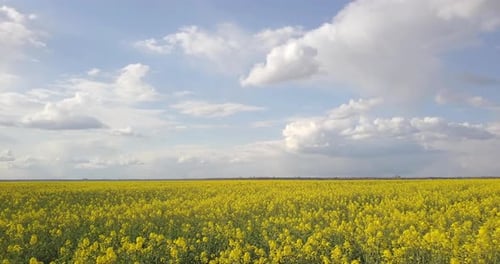Aerial Survey Of Yellow Rapeseed Field At Low Altitude, 4k