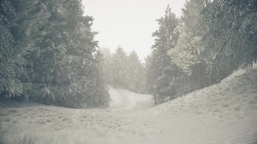 Winter Snowfall in the Forest Gentle Lovely Snowy Christmas Morning with Falling Snow