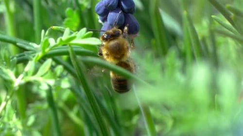 Bee Pollinating Blue Spring Flower in Green Meadow