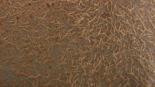 Extreme Close-up of Kiwi Fruit Skin