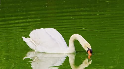 White Lonely Swan Swimming In Green Lake Water