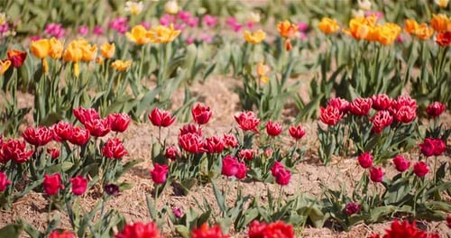 Beautiful Tulips Blooming on Flowers Plantation