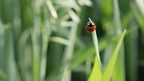 Shallow DOF ladybird on the grass 4K 2160p 30fps UltraHD footage - Red Coccinellidae beetle close-up
