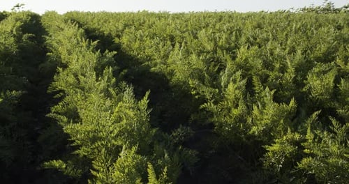 Karottenpflanze wächst auf der Erde, ökologischer Landbau, Reihen auf dem Feld