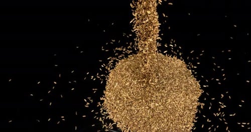Seeds of Fennel, foeniculum vulgare Falling against black Background, slow motion 4K